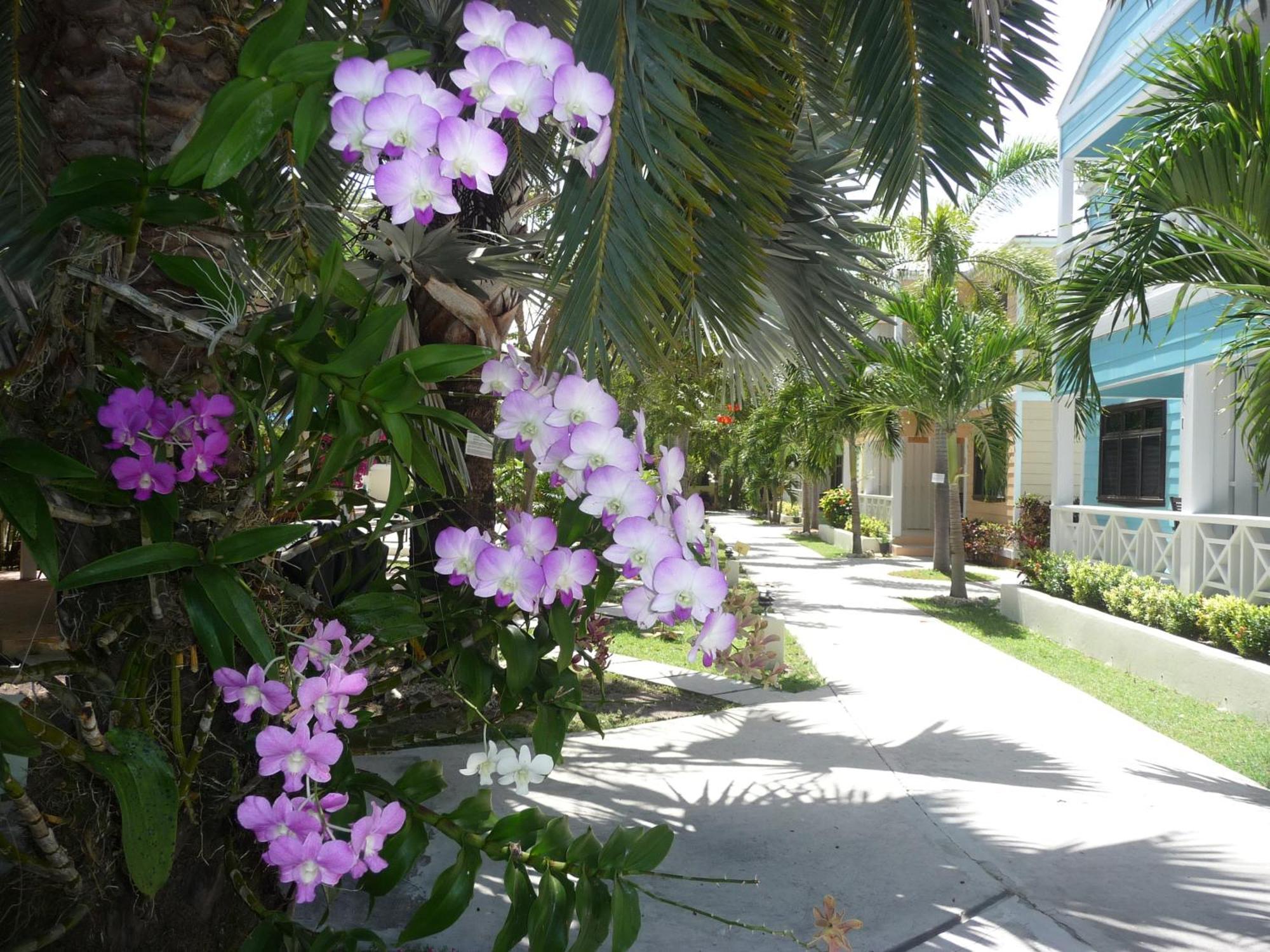 Buccaneer Beach Club Dickenson Bay ภายนอก รูปภาพ